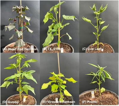 AI-assisted image analysis and physiological validation for progressive drought detection in a diverse panel of Gossypium hirsutum L.